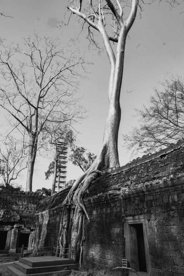 ta prohm-111-2.jpg